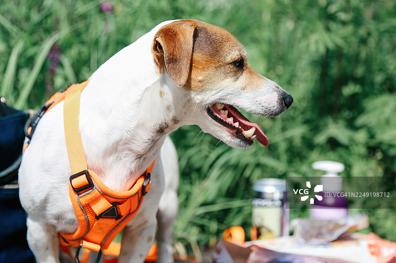 年轻的混种狗在绿色公园里散步图片素材