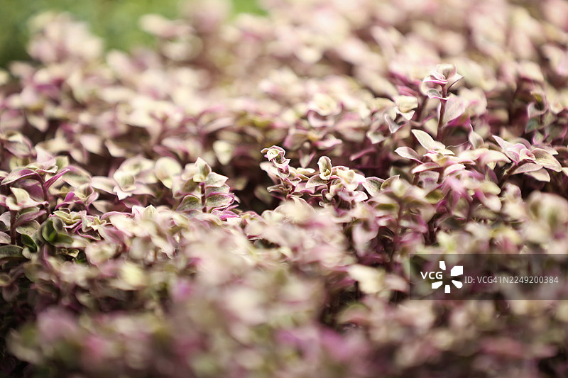 当地园艺市场上全画幅粉彩小盆栽图片素材