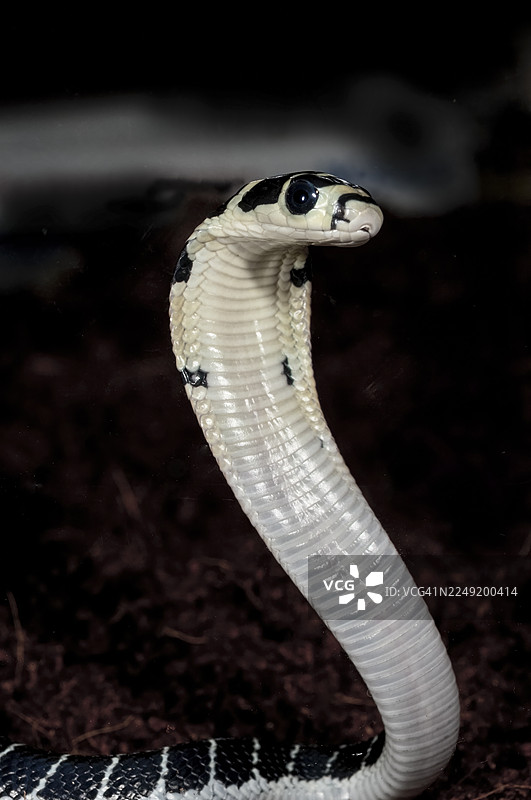 幼年眼镜王蛇图片素材