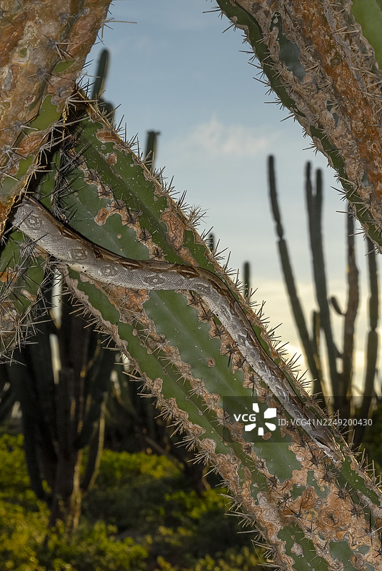 阿鲁巴岛的蚺蛇——伏击型捕食者图片素材