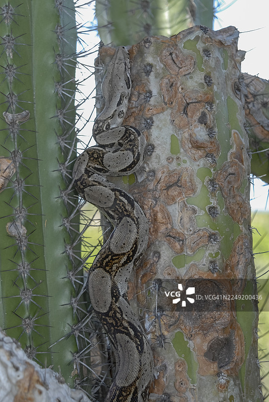 阿鲁巴岛上的蚺蛇——伏击捕食者图片素材