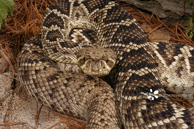 东部菱斑响尾蛇图片素材