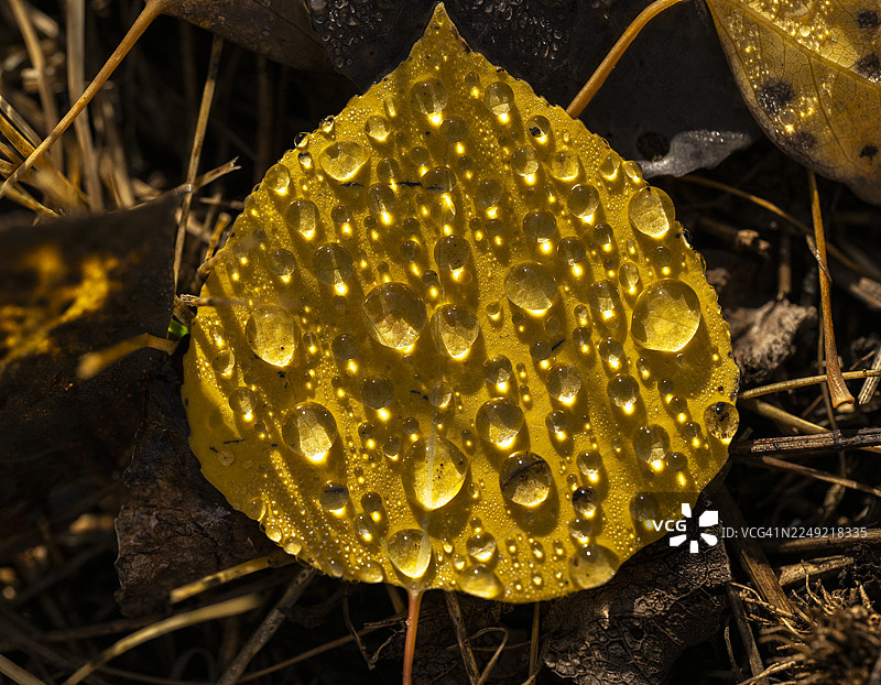 秋日森林地面上沾满露水的白杨树叶图片素材