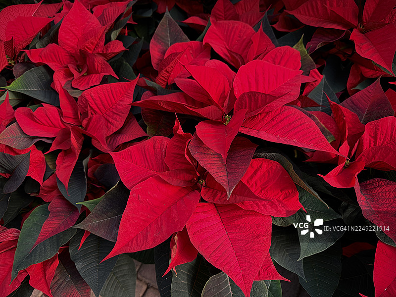 一品红图片素材