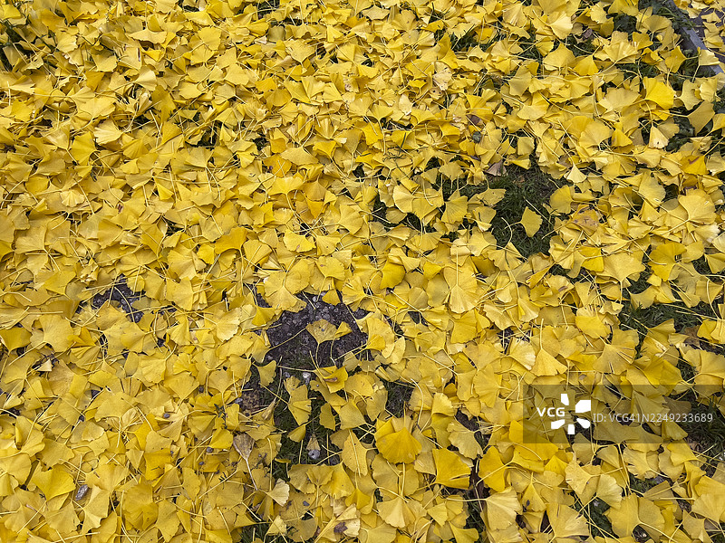 秋天的银杏叶背景图片素材