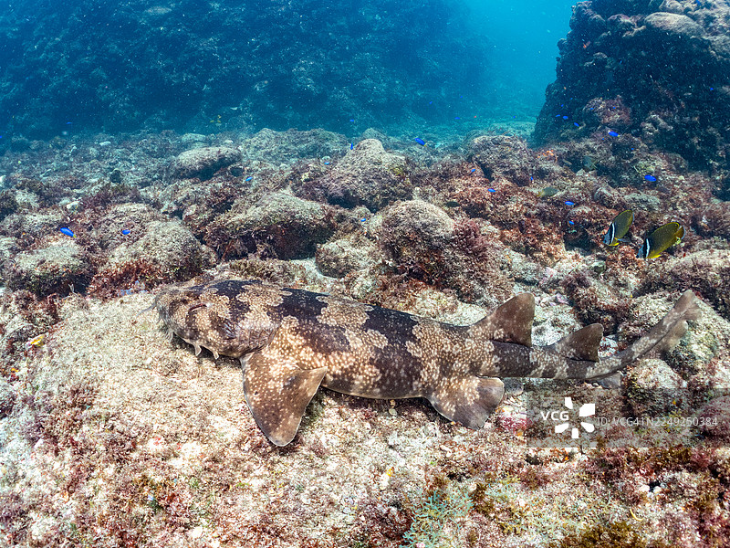 大型美丽的日本地毯鲨（Orectolobus japonicus Regan）及其他。鱼群。日本静冈县伊豆半岛南伊豆中木港 Hirizo 海滩 - 2025图片素材