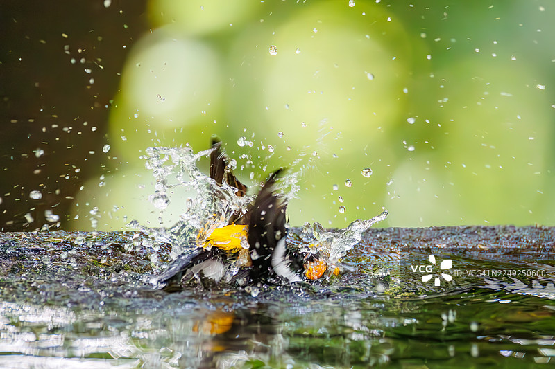 一对可爱的日本姬鹟（Ficedula narcissina）在日本神奈川县秦野市、子鹿山公园、子鹿山鸟类保护区沐浴在水盆中 - 2025年。图片素材