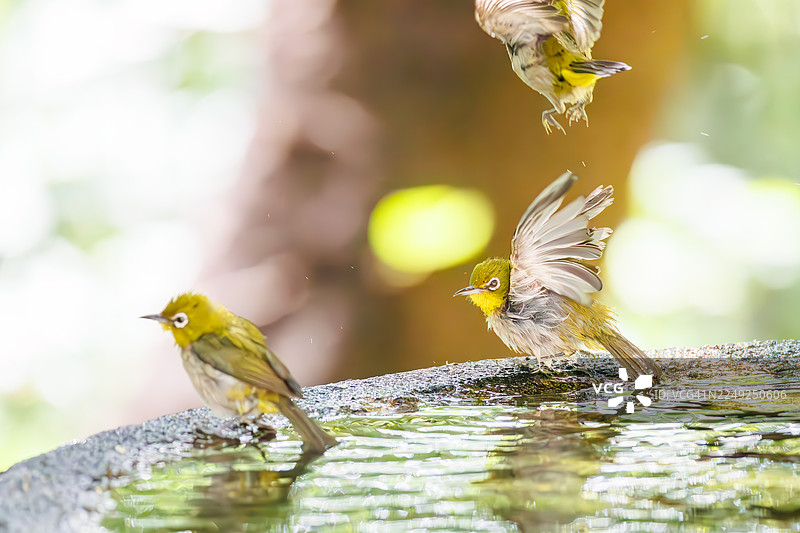 一群可爱的日本暗眼鹛(Zosterops Japonica)在日本神奈川县秦野市的权现山、小广山公园的鸟类保护区内沐浴在泉水中。图片素材