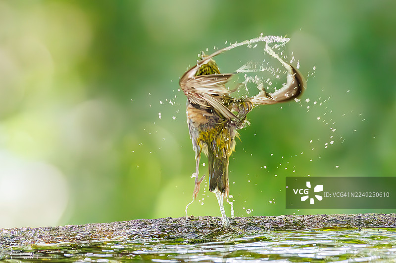 一群可爱的日本暗眼鹛（Zosterops Japonica）在山源寺山鸟类保护区、小山公园、日本神奈川县秦野市的温泉中沐浴 - 2025年。图片素材
