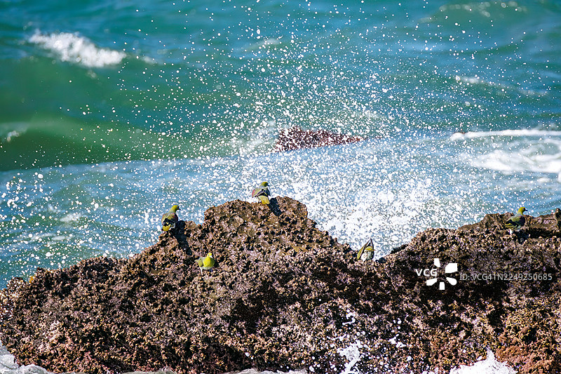 一群美丽的留尼汪绿鸠(Treron sieboldii)从山林飞入海浪中,试图通过海水摄取矿物质。地点:日本神奈川县大矶町照崎海滩 - 2025图片素材