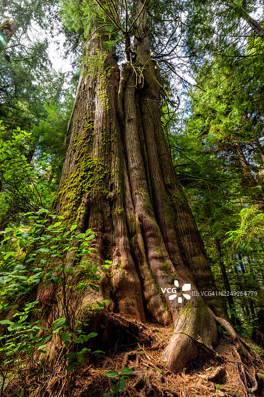 加拿大不列颠哥伦比亚省温哥华岛波特兰弗里乌古老的西部红柏树图片素材