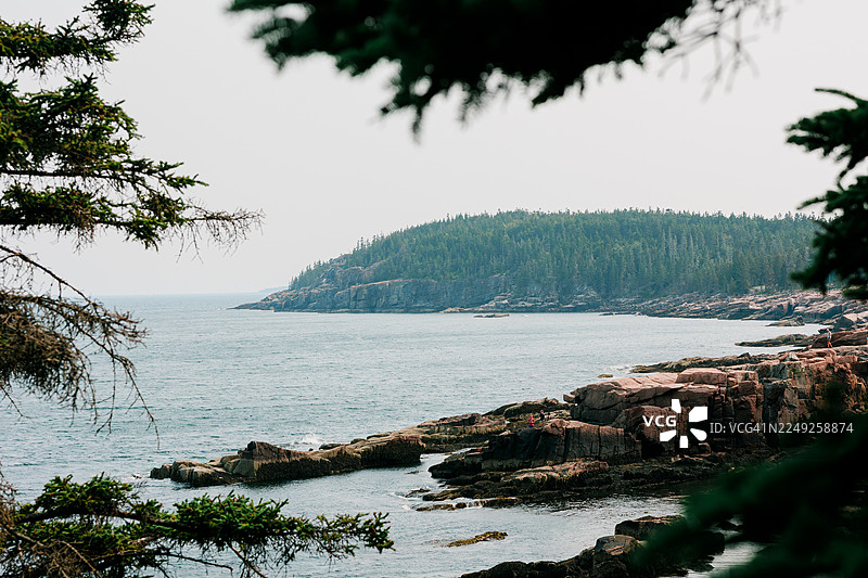 透过常绿树枝看阿卡迪亚国家公园的岩石海岸线图片素材