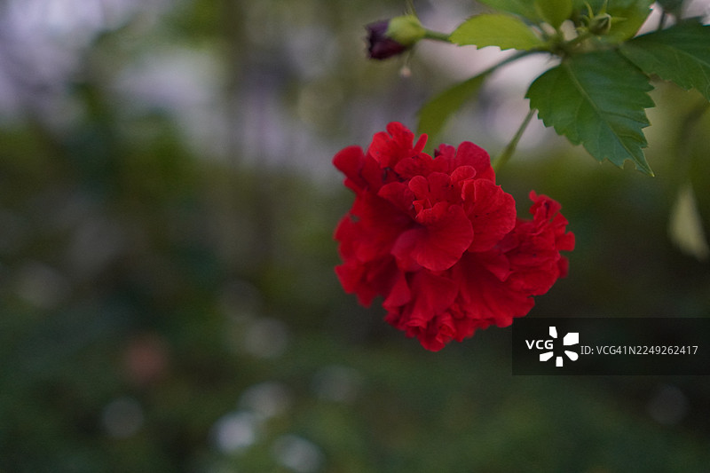 鞋兰，美丽的黄色，花朵在花园中生长盛开，背景是模糊的自然景致，朱槿，芙蓉，锦葵科图片素材