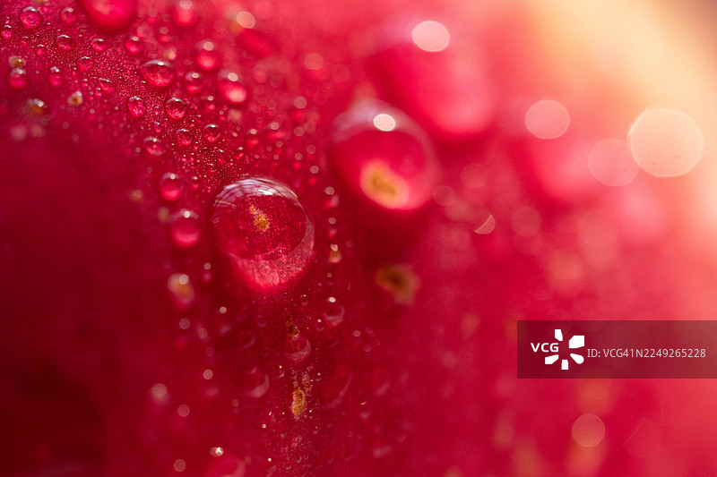 苹果的抽象特写微距，展示了有机纹理和自然图案图片素材