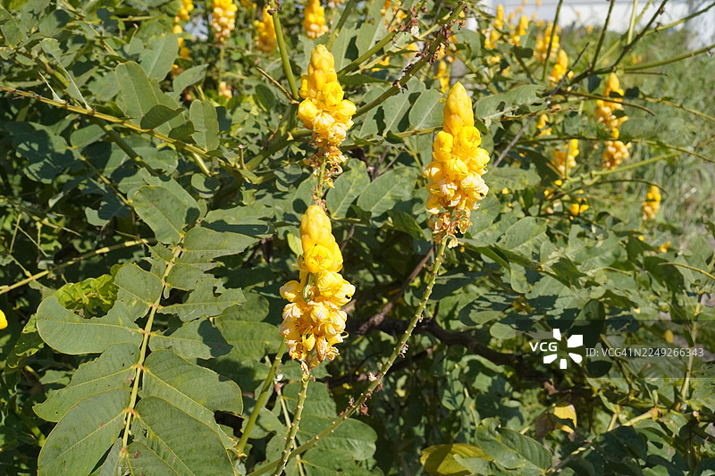 望江南黄花图片素材