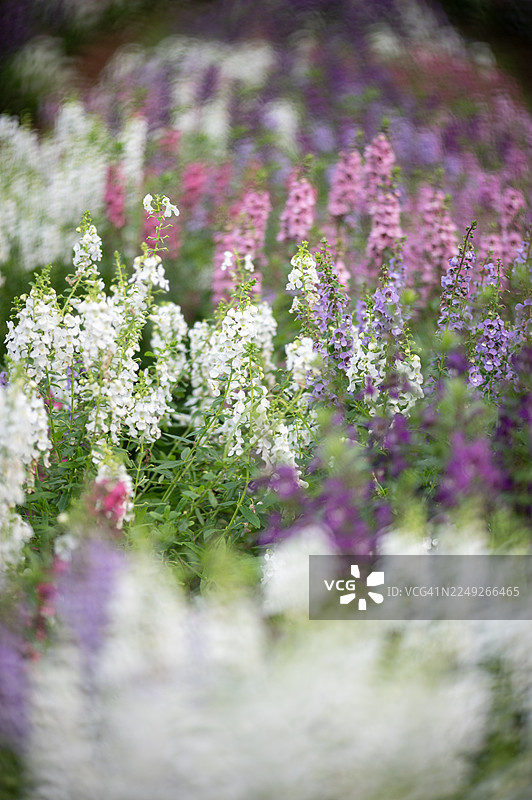 特写镜头下的花朵，背景柔和虚化图片素材
