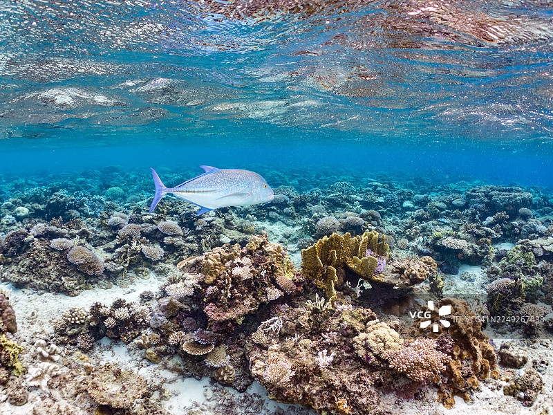 一条巨大的蓝鳍鲹，学名Caranx melampygus。半水摄影。图片素材
