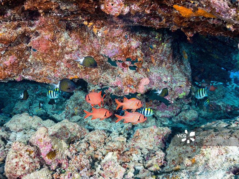 在日本冲绳县岛尻郡座间味村庆良间群岛的嘉弥真岛海洞中,一群热带鱼,包括条纹兵科鱼(Myripristis berndti)等,在美丽的珊瑚礁中游泳。图片素材