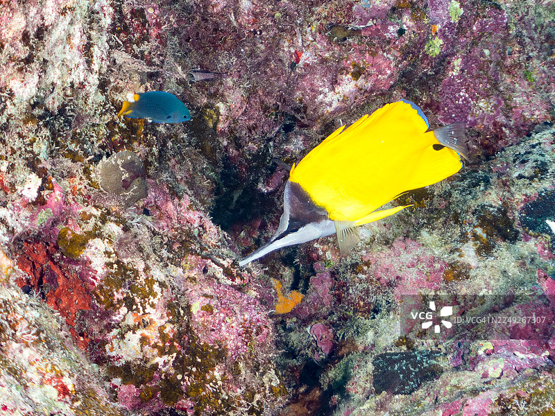 镊子鱼，长吻鲹，黄长吻蝶鱼，以及其他。冲绳县宫古岛，一群热带鱼。美丽的珊瑚礁和游泳的人们。座间味岛，庆良间群岛，岛尻郡，日本-2025图片素材