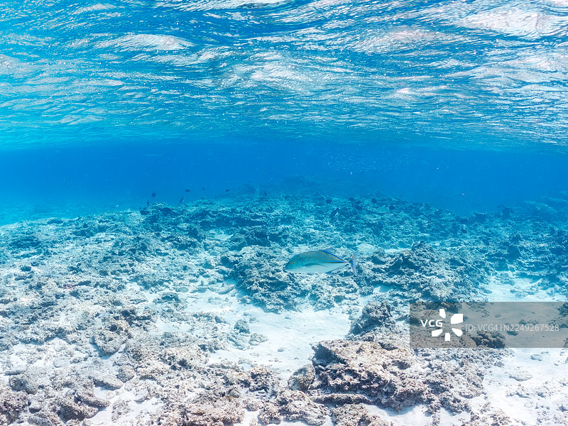 蓝鳍鲹 (Caranx melampygus),网纹石斑鱼 (Lethrinus nebulosus)。水面一半的摄影。图片素材
