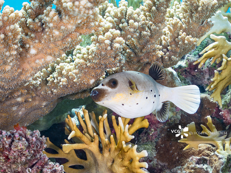 黑斑刺豚,Arothron nigropunctatus。以及其他。冲绳县国头郡今归仁村,一群热带鱼。美丽的珊瑚礁和游泳的人们。座间味岛,庆良间群岛,岛尻郡,日本-2025图片素材