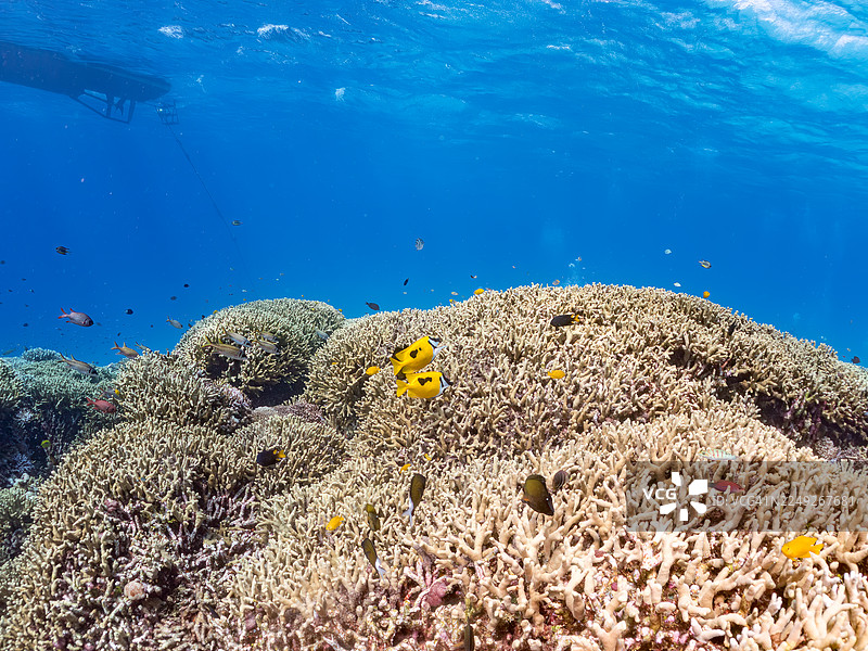 斑驳狐面鱼（Siganus unimaculatus），双色刺尾鱼（Zebrasoma scopas），珊瑚森林以及其他。冲绳县国头郡今归仁村，一群热带鱼。美丽的珊瑚礁和游泳的人们。座间味岛，庆良间群岛，岛尻郡，日本-2025图片素材