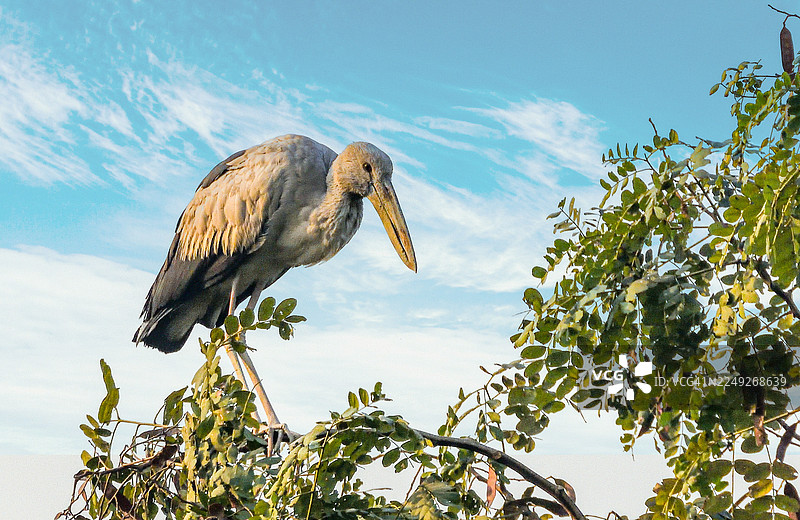 蓝天背景下，一棵树上栖息着一只大型涉禽（彩鹳）图片素材