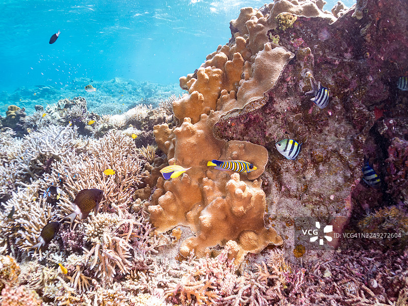 皇带鱼(Pygoplites diacanthus)、海黄金鱼(Pseudanthias squamipinnis)、安汶雀鲷(Pomacentrus amboinensis)等。冲绳县座间味岛阿嘉纳斯库岛,一群热带鱼。美丽的珊瑚礁和游泳的人们。座间味岛,庆良间。图片素材