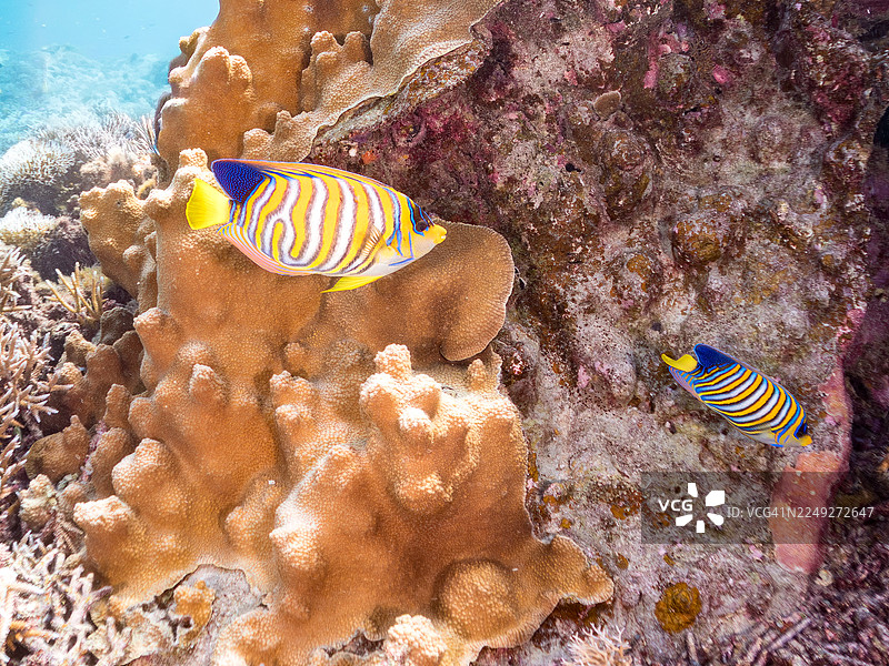 神仙鱼（Pygoplites diacanthus）、海金鱼（Pseudanthias squamipinnis）、安汶雀鲷（Pomacentrus amboinensis）等。冲绳县、阿贺奈须久岛，一群热带鱼。美丽的珊瑚礁和游泳的人们。庆良间群岛、座间味岛。图片素材