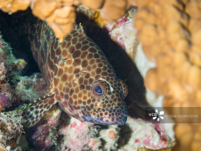 蜂巢石斑鱼、褐点石斑鱼等。冲绳县国头郡今归仁村,一群热带鱼。美丽的珊瑚礁和游泳的人们。冲绳县岛尻郡座间味村,庆良间群岛,日本-2025图片素材