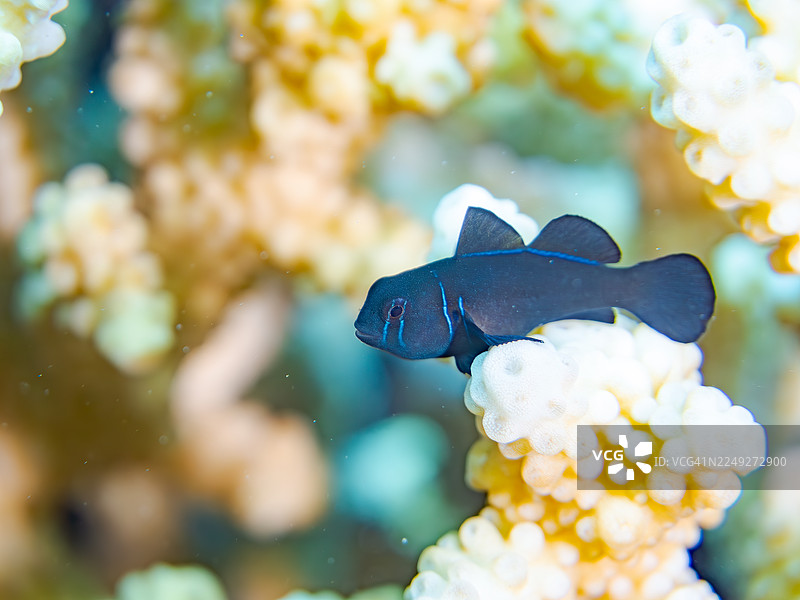 小丑虾虎鱼、珊瑚虾虎鱼、虾虎鱼属（Gobiodon sp）及其他。冲绳县国头郡今归仁村。一群热带鱼。美丽的珊瑚礁和游泳的人们。座间味岛，庆良间群岛，岛尻郡，日本-2025图片素材