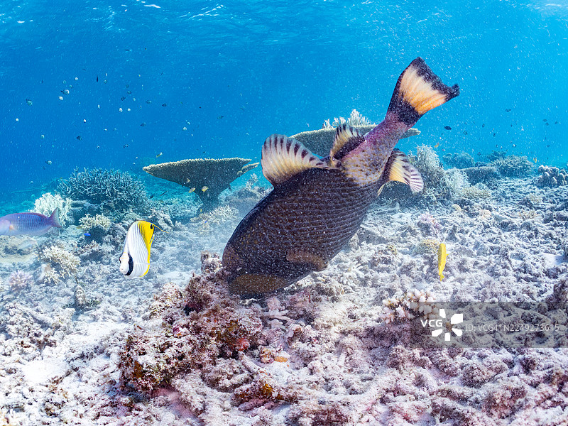 泰坦炮弹鱼 Balistoides viridescens、纹胸蝶鱼 Chaetodon Auriga、斑马神仙鱼 Pomacanthus semicirculatus 等。 冲绳县 渡名喜岛，一群热带鱼。美丽的珊瑚礁和游泳的人们。座间味岛图片素材