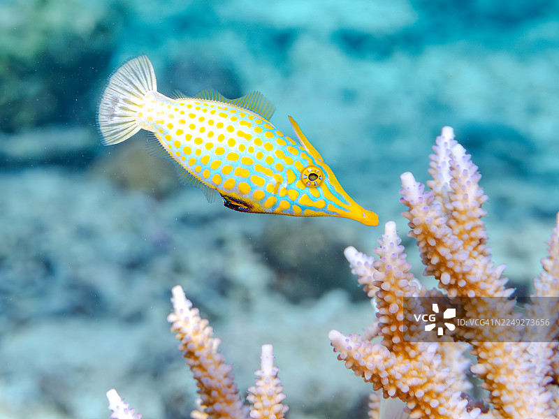 角鹦嘴鱼(Oxymonacanthus longirostris)和其他。 冲绳县国头郡今归仁村,一群热带鱼。美丽的珊瑚礁和游泳的人们。 冲绳县岛尻郡座间味村,庆良间群岛,日本-2025图片素材