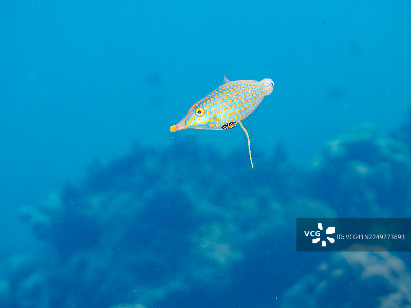 角鹦哥鱼,橙点鹦哥鱼,长吻角鹦哥鱼及其他。冲绳县国头郡今归仁村,一群热带鱼。美丽的珊瑚礁和游泳的人们。座间味岛,庆良间群岛,岛尻郡,日本-2025图片素材