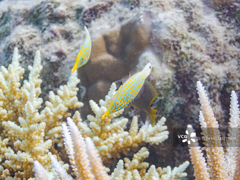 小丑砲彈魚(Oxymonacanthus longirostris)、橙斑砲彈魚及其他。沖繩縣國頭郡今歸仁村,一群熱帶魚。美麗的珊瑚礁與游泳的人們。座間味島、慶良間諸島、島尻郡、日本-2025图片素材