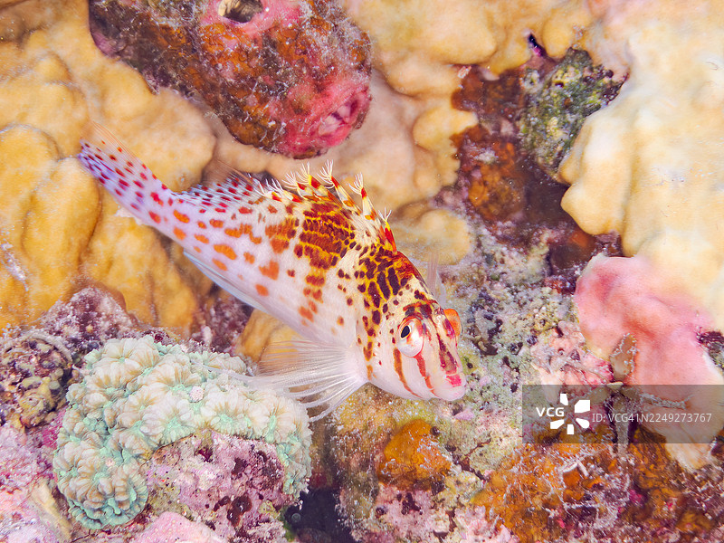 矮海雀鱼(Cirrhitichthys falco)及其他。冲绳县国头郡今归仁村。一群热带鱼。美丽的珊瑚礁和游泳的人们。座间味岛,庆良间群岛,岛尻郡,日本-2025图片素材