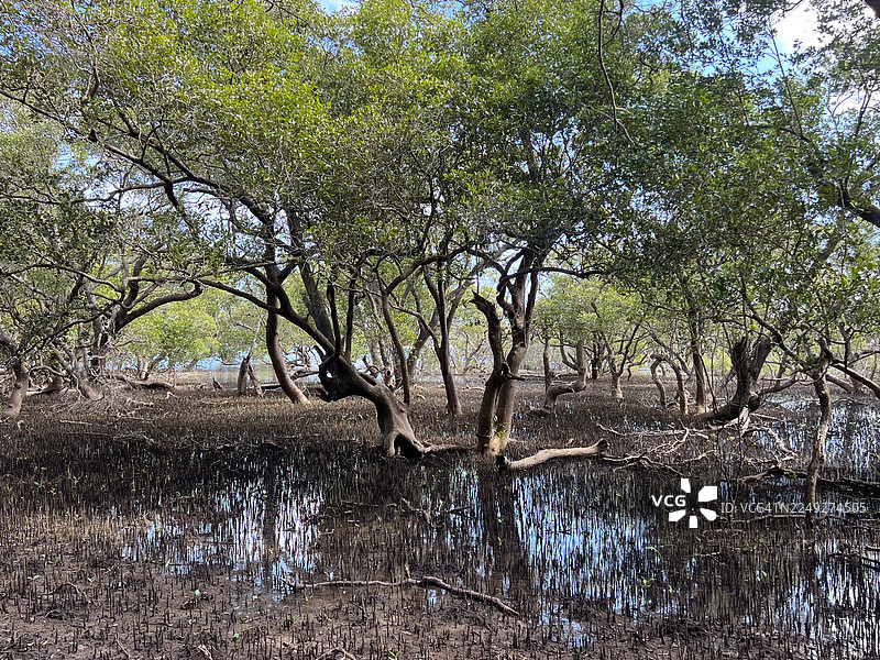 红树林景观图片素材