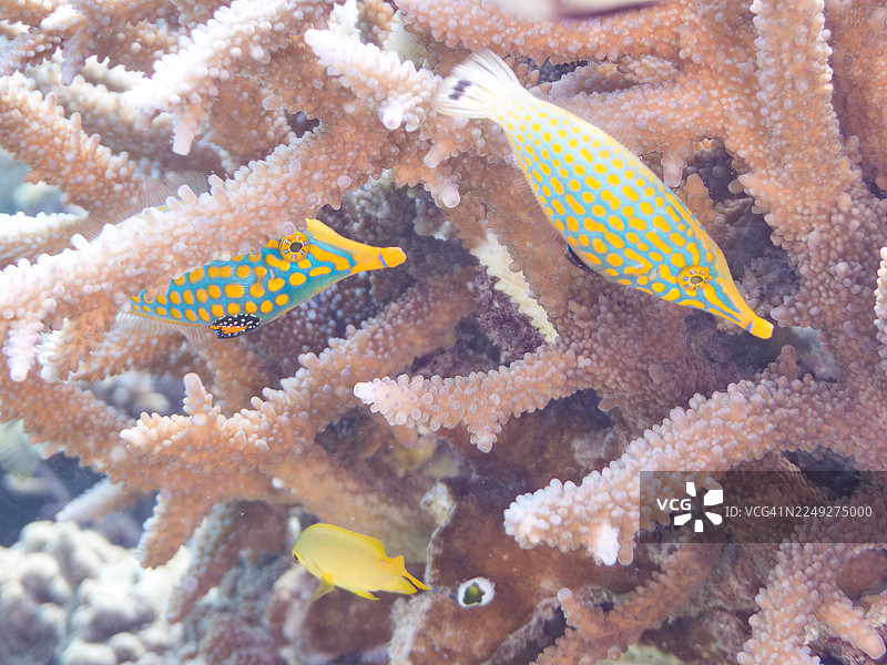 叶唇鱼,橙斑叶唇鱼,长吻叶唇鱼等。冲绳县石垣岛,一群热带鱼。美丽的珊瑚礁和游泳的人。座间味岛,庆良间群岛,岛尻郡,日本-2025图片素材