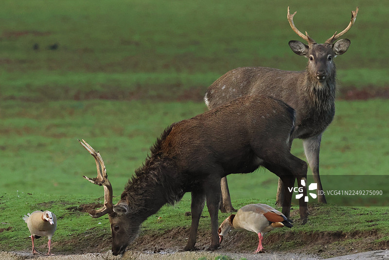 两只雄伟的马鹿（梅花鹿亚种），Cervus nippon mantchuricus，并肩站立在草地上。图片素材