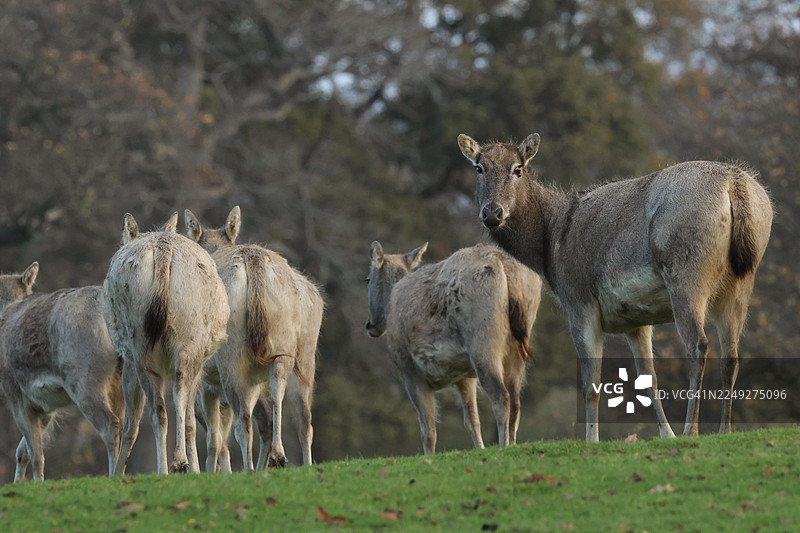一群壮丽的麋鹿（学名：Elaphurus davidianus）在田野里行走。图片素材
