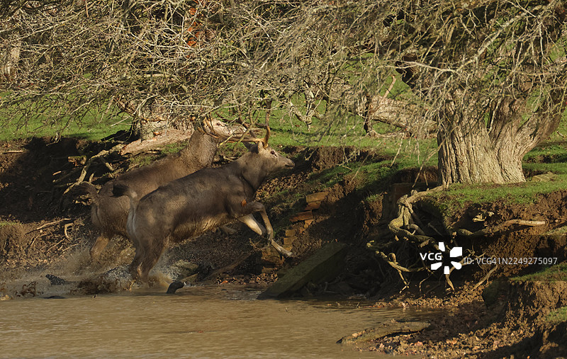 两只壮观的麋鹿，学名Elaphurus davidianus，在发情期并排跑过池塘。图片素材