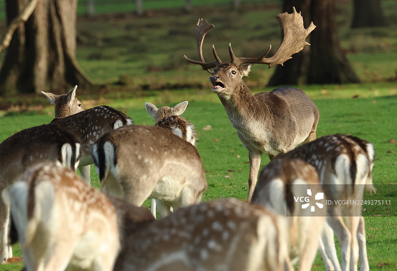 一只在田野里发出吼叫的梅花鹿，带着它的雌鹿。图片素材