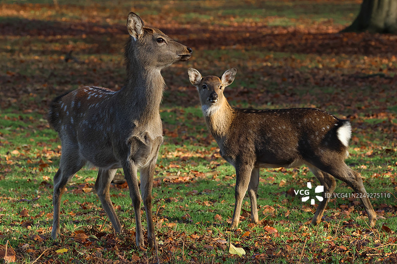 一头美丽的雌性东北梅花鹿（Cervus nippon mantchuricus）和她可爱的小鹿在林地里站着。图片素材