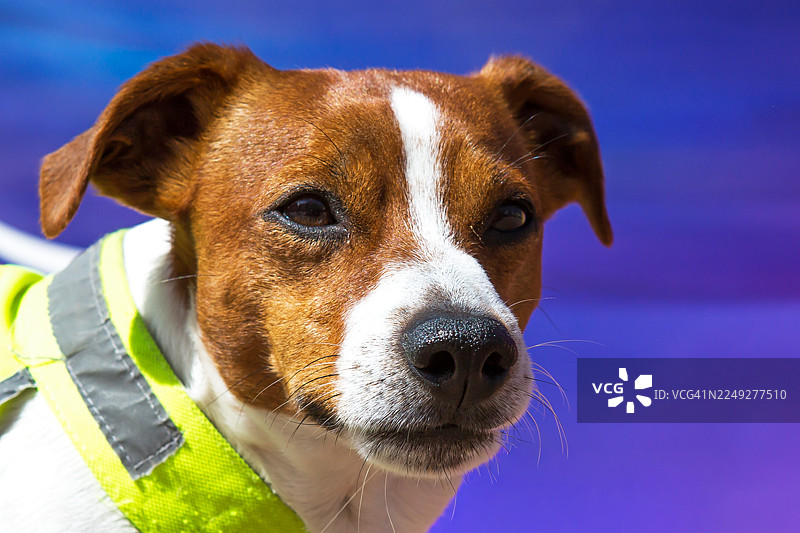 戴着黄色反光项圈的杰克罗素梗图片素材