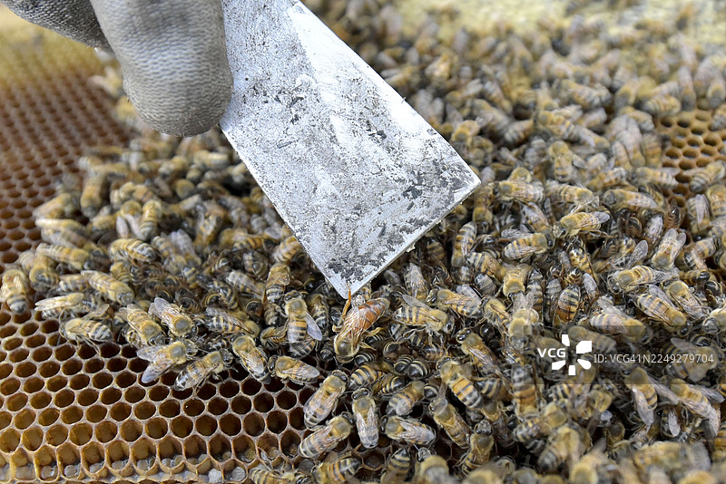 蜂后与蜂群图片素材
