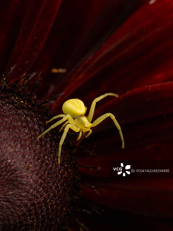 一只黄色蟹蛛 Misumena vatia 在深红色花朵上的特写，展示其圆润的腹部、长长的前腿和细密的身体毛发，它位于花朵纹理状的中心盘和深红色花瓣上图片素材