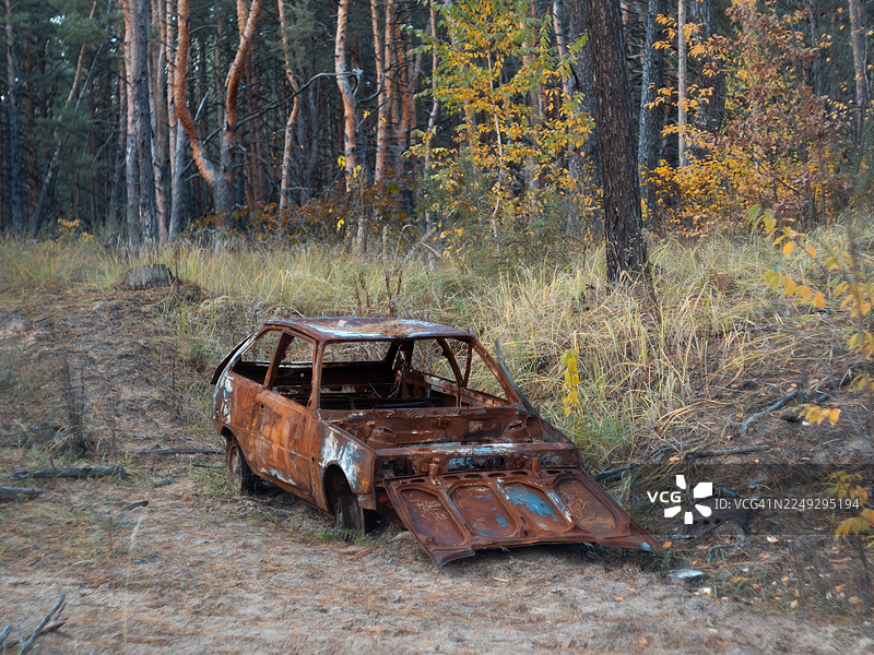 秋季松林中锈迹斑斑的废弃汽车残骸，周围环绕着干枯的草丛和落叶。腐朽的金属与金黄的树叶和树干形成鲜明对比，构成一幅自然林地环境中废弃车辆遗骸的景象。图片素材