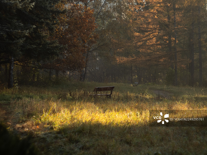 晨光照耀下的秋日草地，湿润的草叶闪烁着柔和的光芒。林间空地上摆放着一张木制长椅，四周环绕着笼罩在薄雾中的树木，树叶呈现出金色和橙色。常青树枝条勾勒出画面的轮廓，一条隐约的小径通向森林深处。图片素材