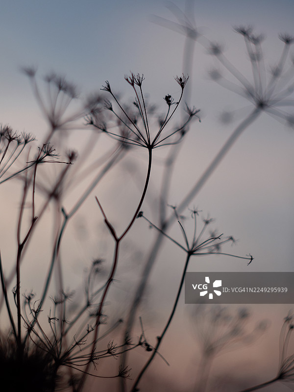 柔和的粉彩黄昏天空下，干枯野花的精致剪影，特写视角，模糊的背景和柔和的晚间光线营造出空灵的草甸氛围图片素材