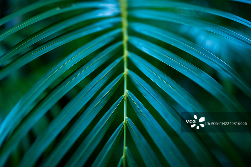 热带雨林中棕榈叶的自然背景图片素材